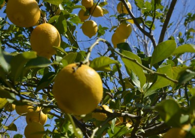 Citrons du jardin